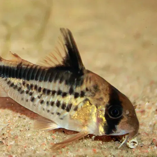 Brown and black fish with gold stripe swims right over sandy bottom