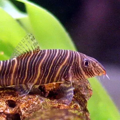 Brown and gold striped fish with whiskers swims right over a rock against a blurry background