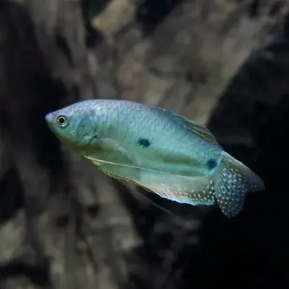 Light blue fish with black spots swims right against a dark blurry background