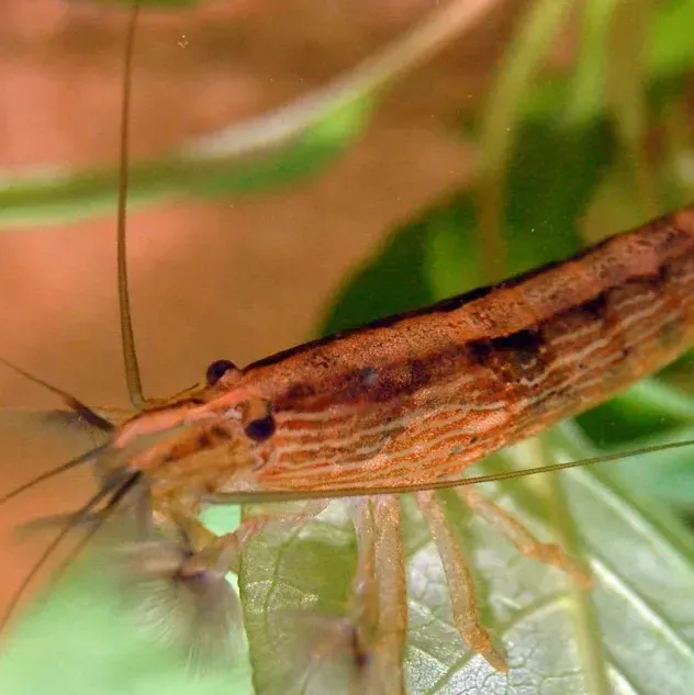 Brown and tan shrimp with long antennae swims right against a blurry green background