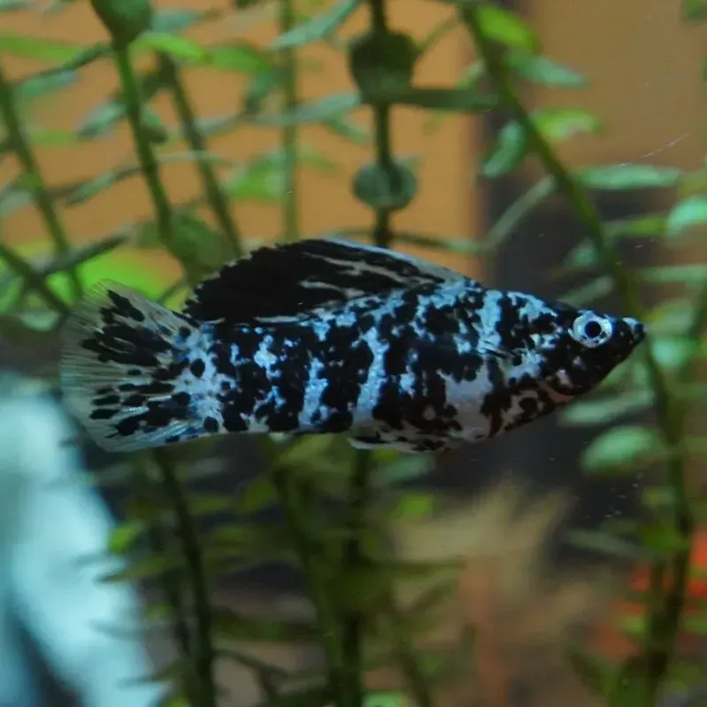 Black and white spotted fish swims right against a green blurry background with plants