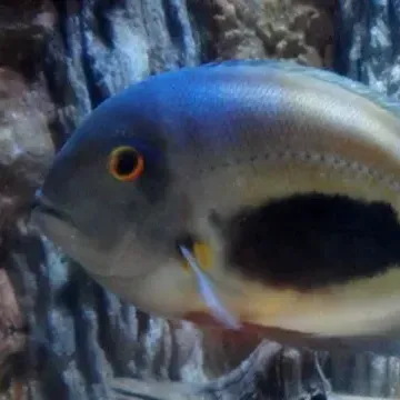 Gray fish with black spot and yellow fin swims right against a blurry background with rocks