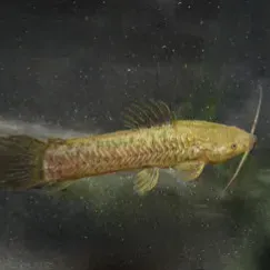 Long golden fish with whiskers swims right against a dark blurry background