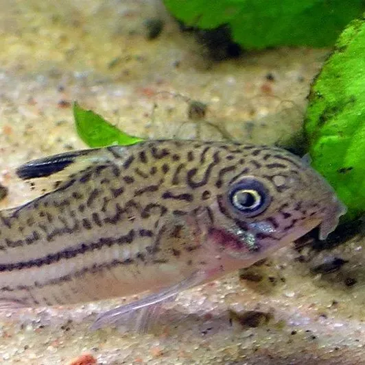 Small fish with black spots and stripes swims right over sandy bottom with green plants