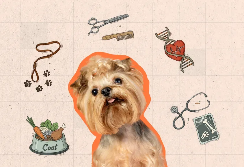 Are Maltese dogs Healthy experts answers