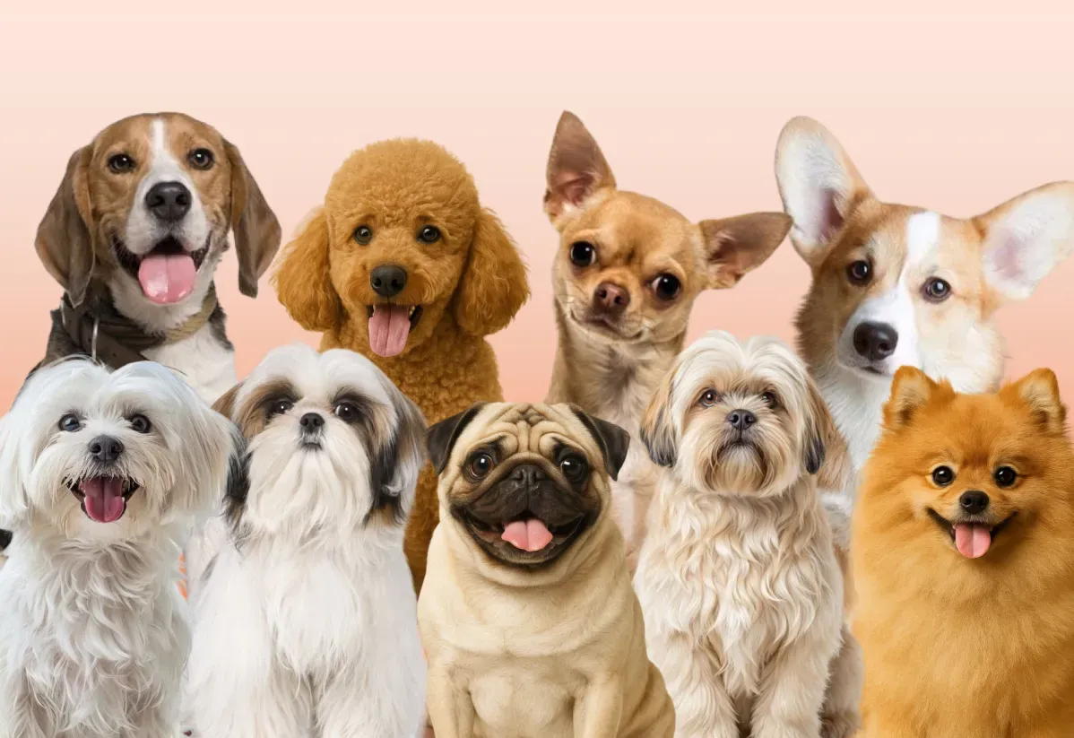 Top smallest dog breeds