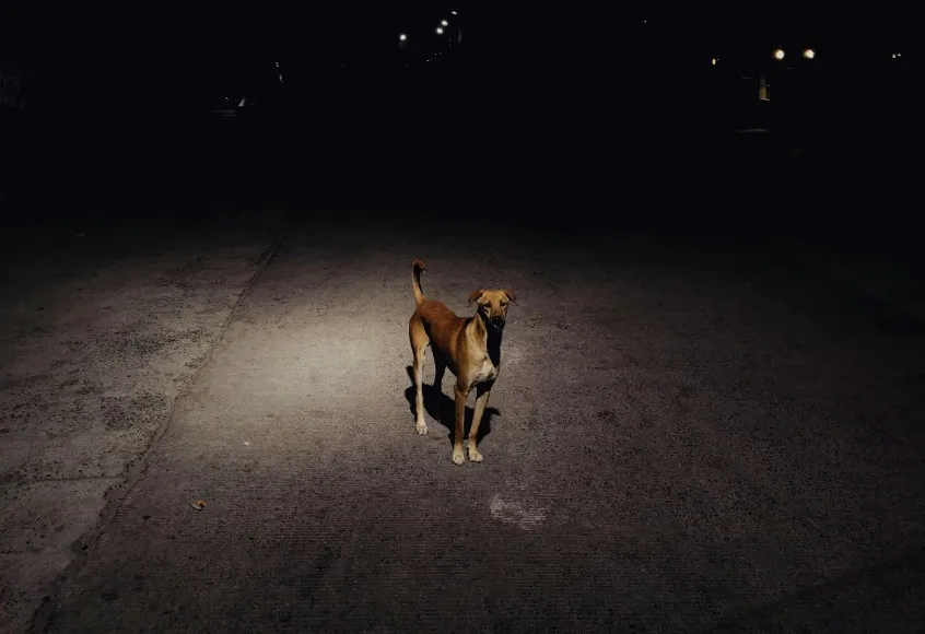 A stray dog standing in the dark