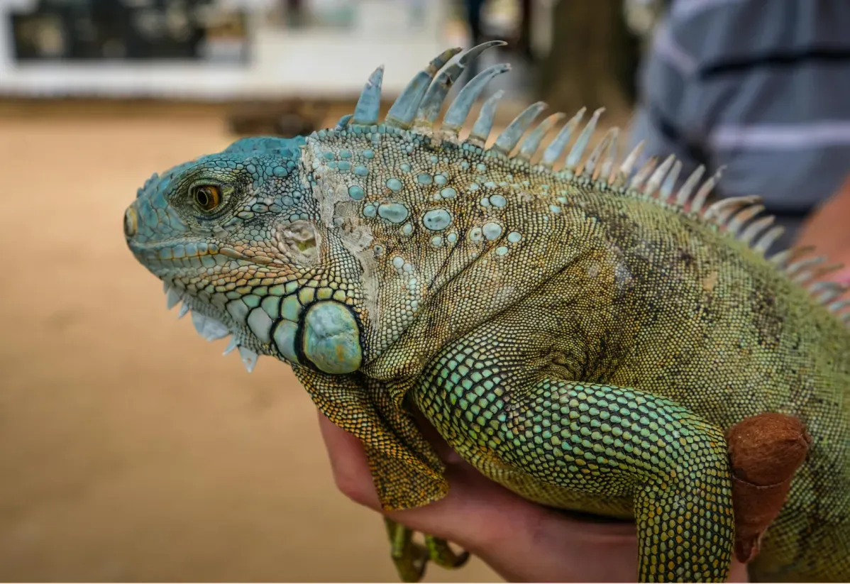 Close up of a green iguana with vibrant blue and yellow scales
