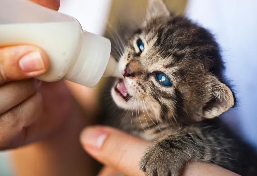 Tiny kitten with blue eyes being bottle fed with milk by a person