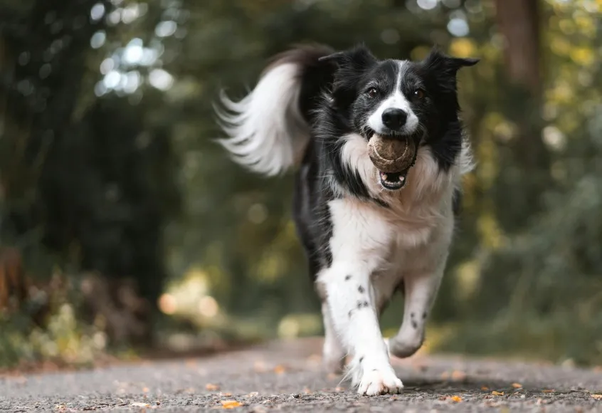happy dog running with a ball in the park