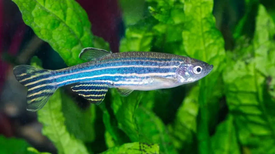 A Zebra Danio fish with black and bright blue stripes swims among green plants