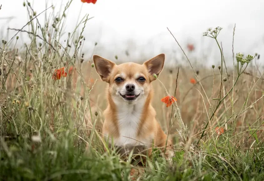 Header image for chihuaua cost difference in India