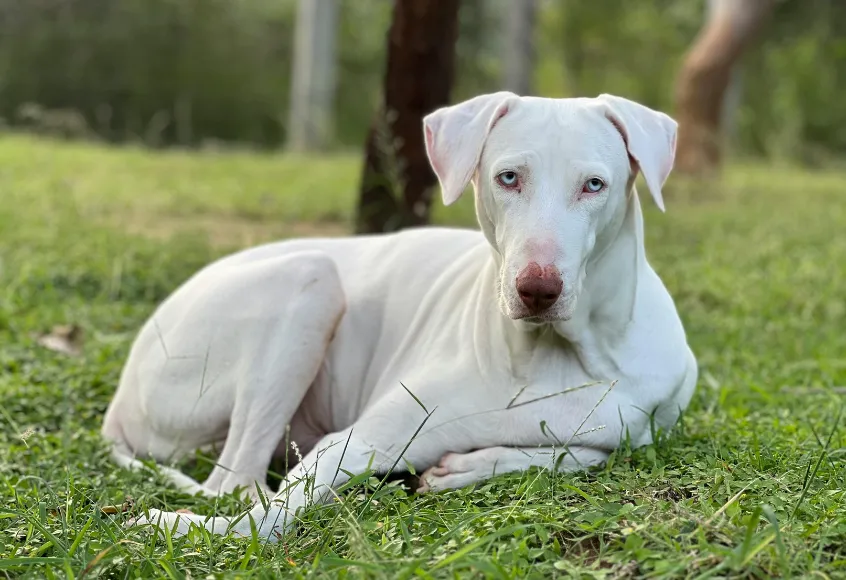 Rajapalayam dog sitting on grass