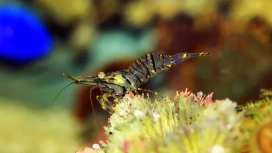 A Mediterranean glass shrimp with yellow and black stripes rests on a colorful coral formation