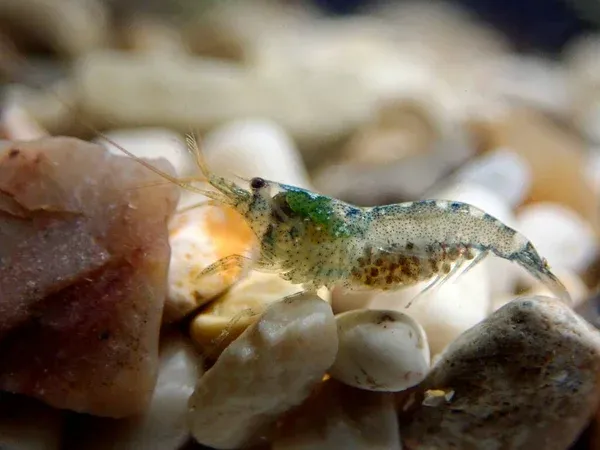 A small hooded shrimp with a green head and speckled body rests on light colored riverbed pebbles
