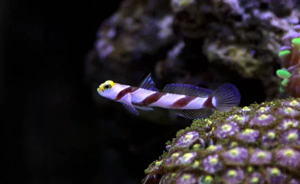 A red banded goby with a yellow face swims near purple and green polyp corals underwater