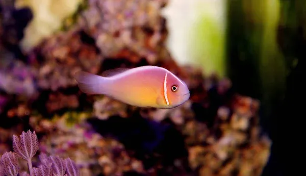 A pink skunk clownfish with a white stripe near its eye swims against a coral background