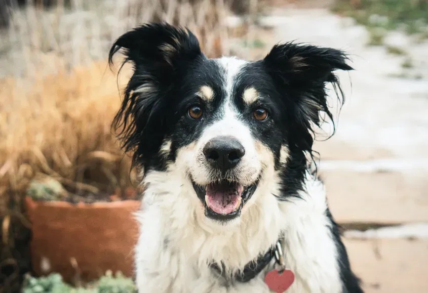 A picture of border collie dog facing the camera
