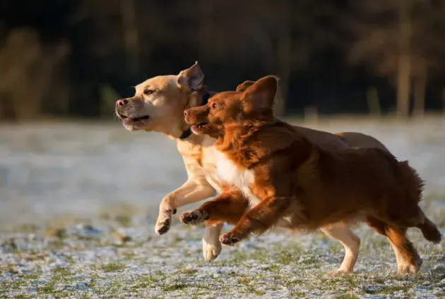 A picture of two dogs running on a playground