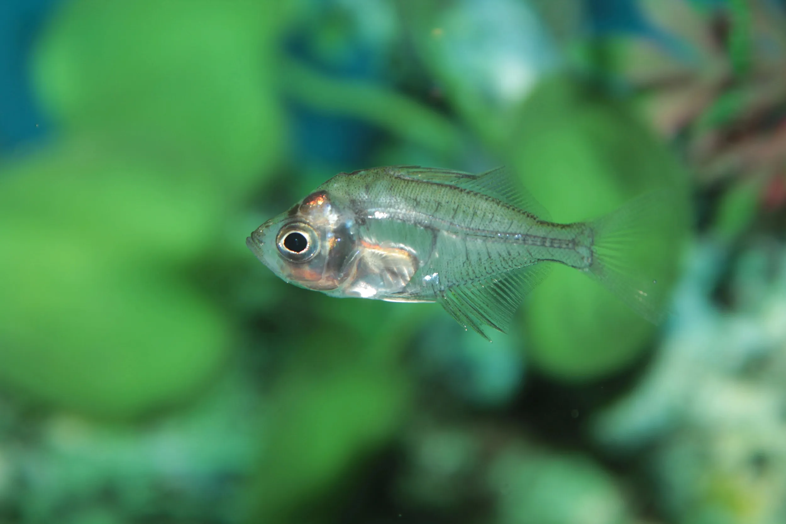 A transparent Indian glassfish swims in a vibrant green aquarium