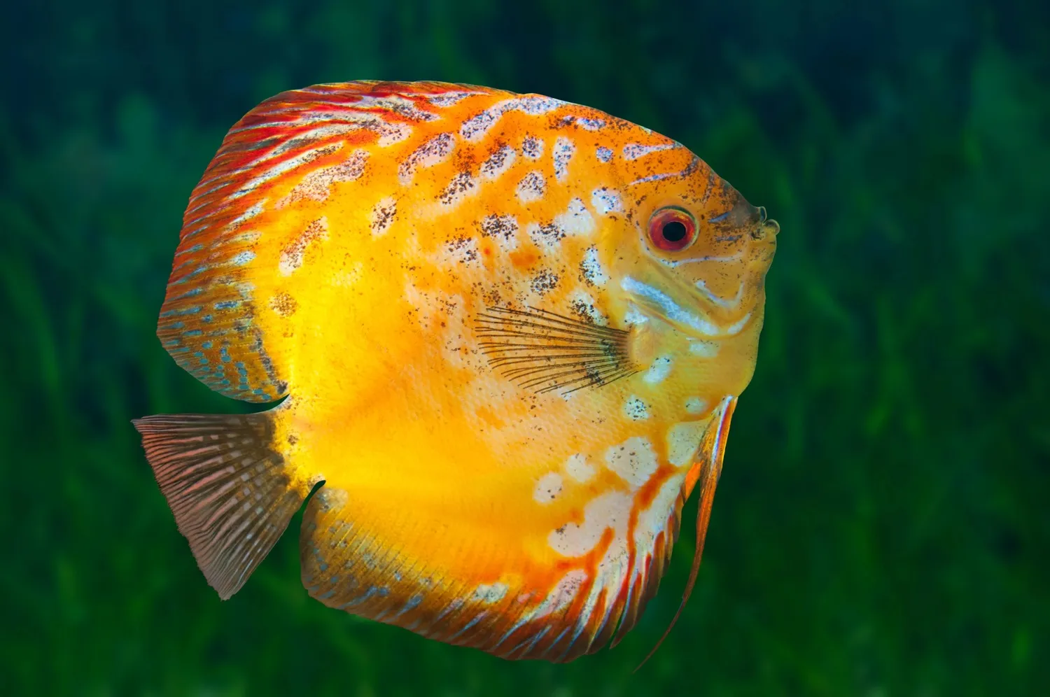 A vibrant yellow and orange discus fish with white spots and red fins swims in clear water
