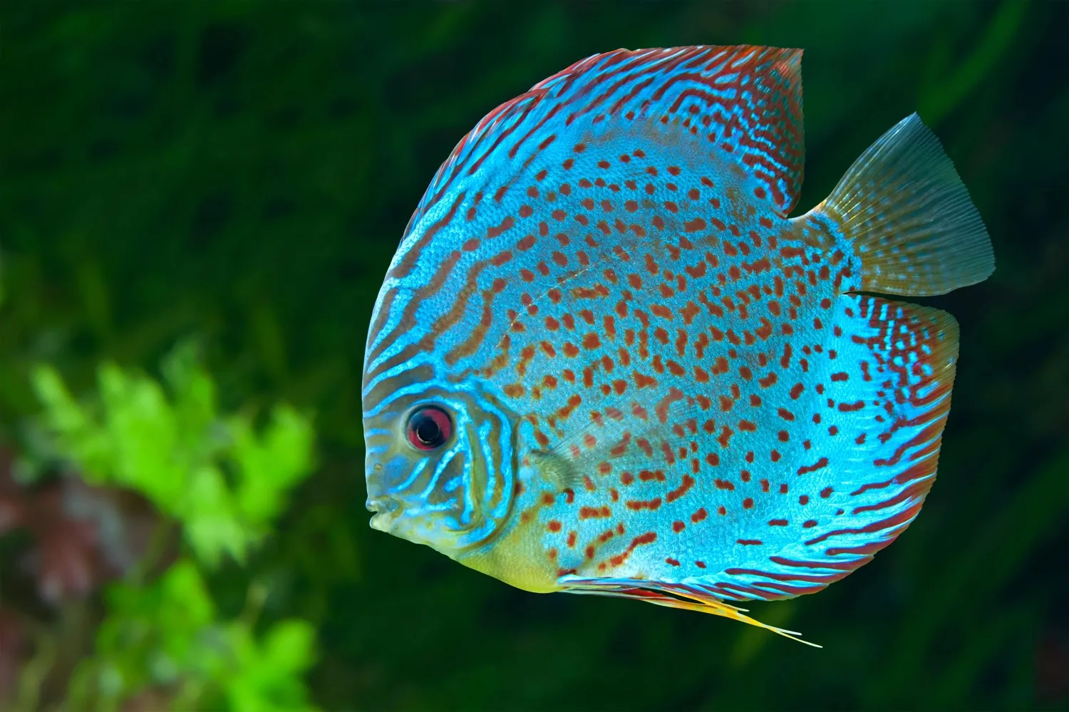 A vibrant blue discus fish with red spots swims in an aquarium