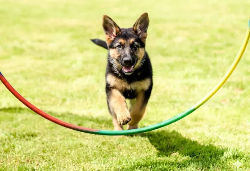 A German Shepherd puppy training tips for pet parents