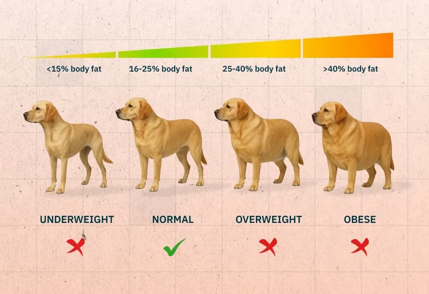 Understanding if the dog is in healthy weight