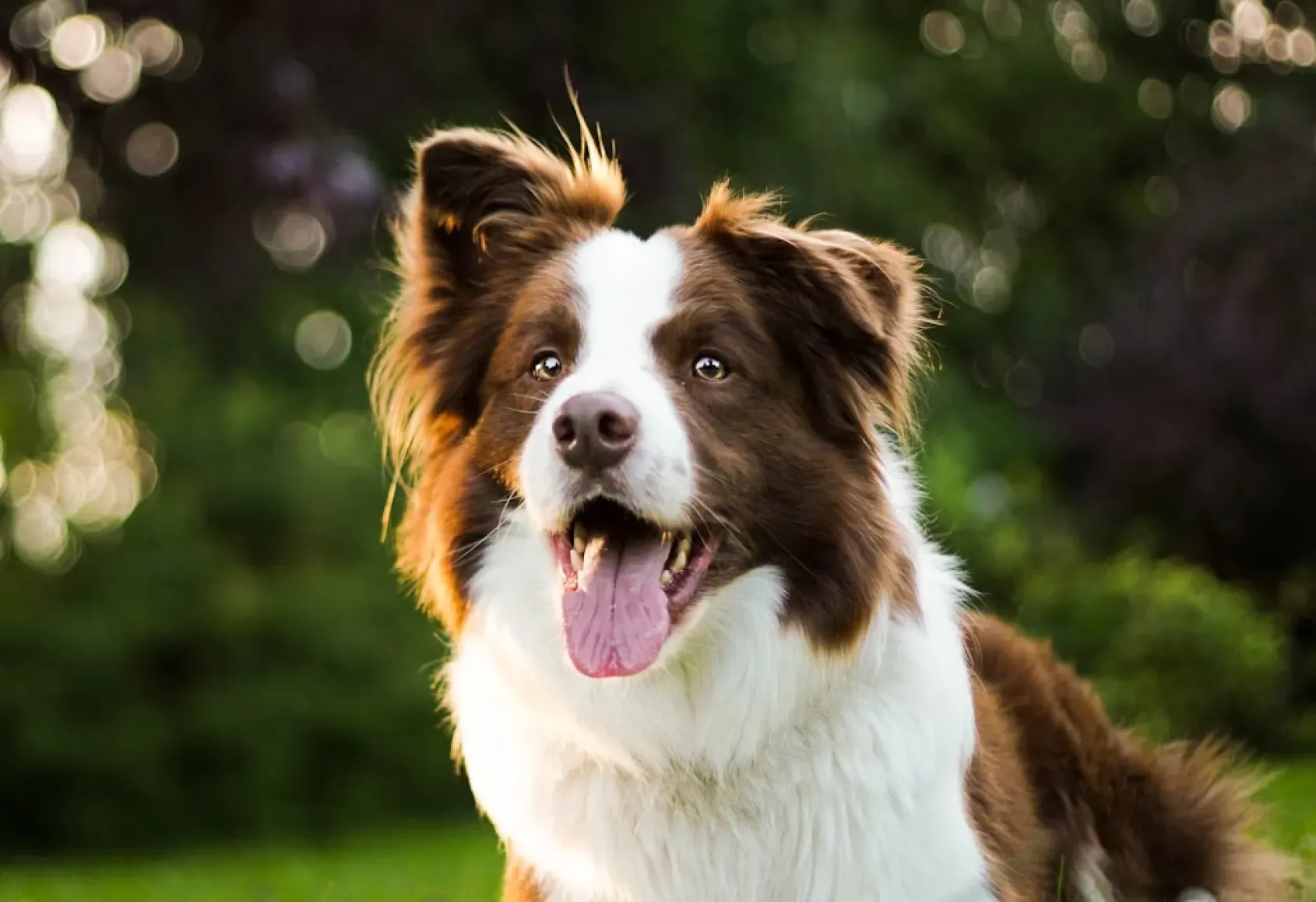 A comprehensive guide to understanding the behaviour and temperament of Birder Collie