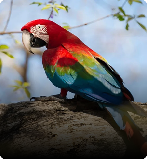 bird