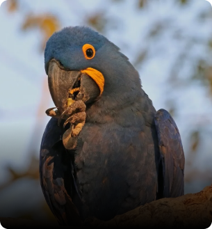 bird