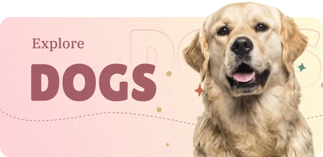discover pet
