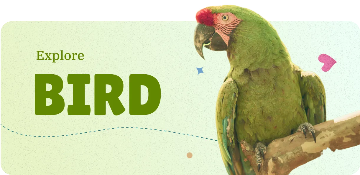 Discover birds information