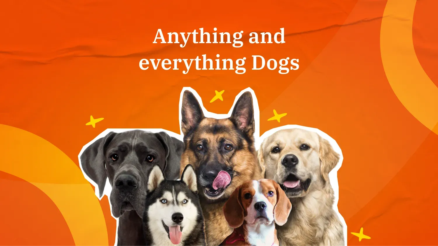 dog-breeds-in-india-happy-pet-india