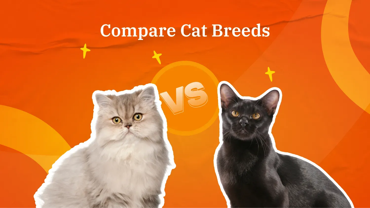 compare-popular-cat-breeds-in-india