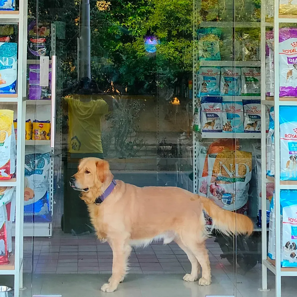 puppie_image