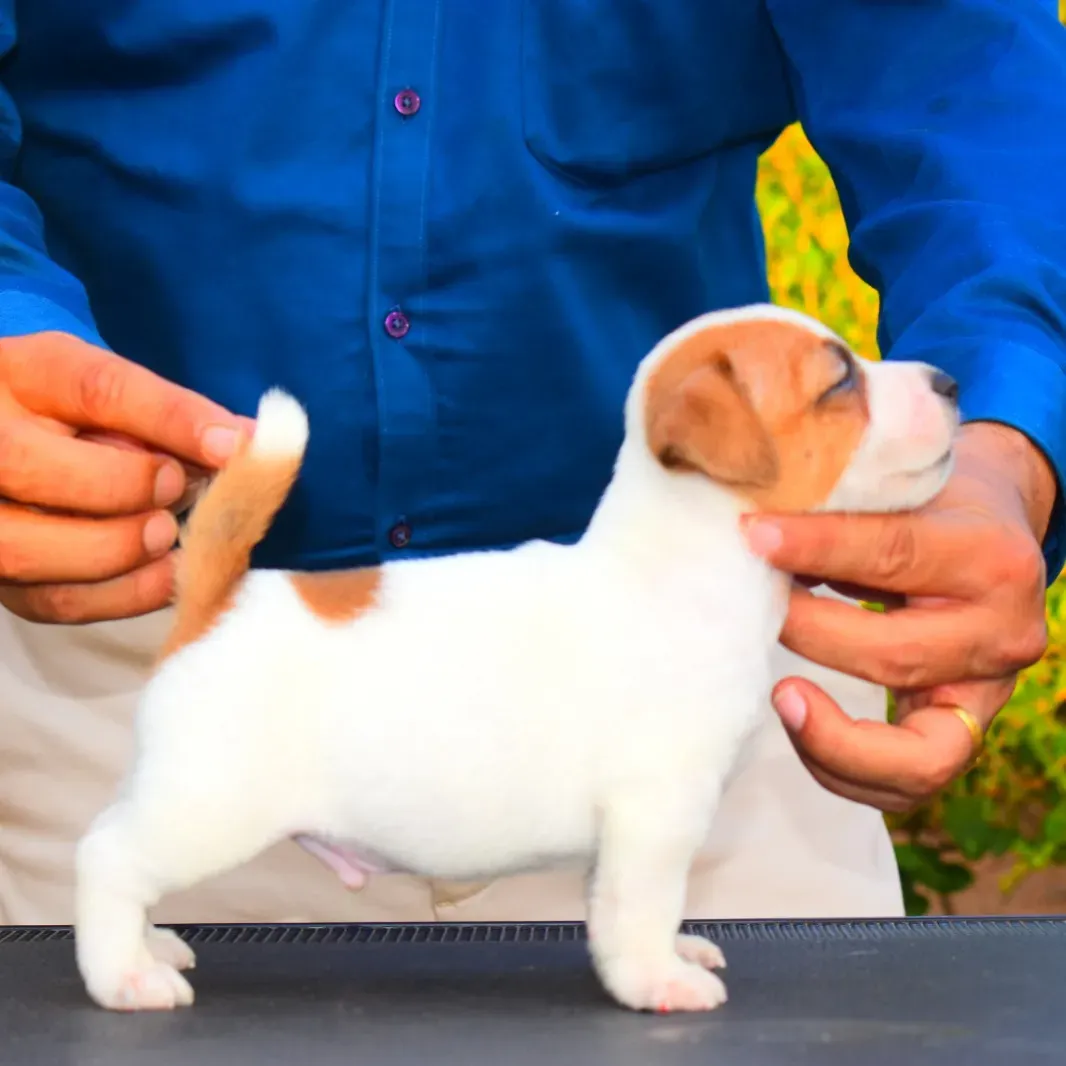 puppie_image