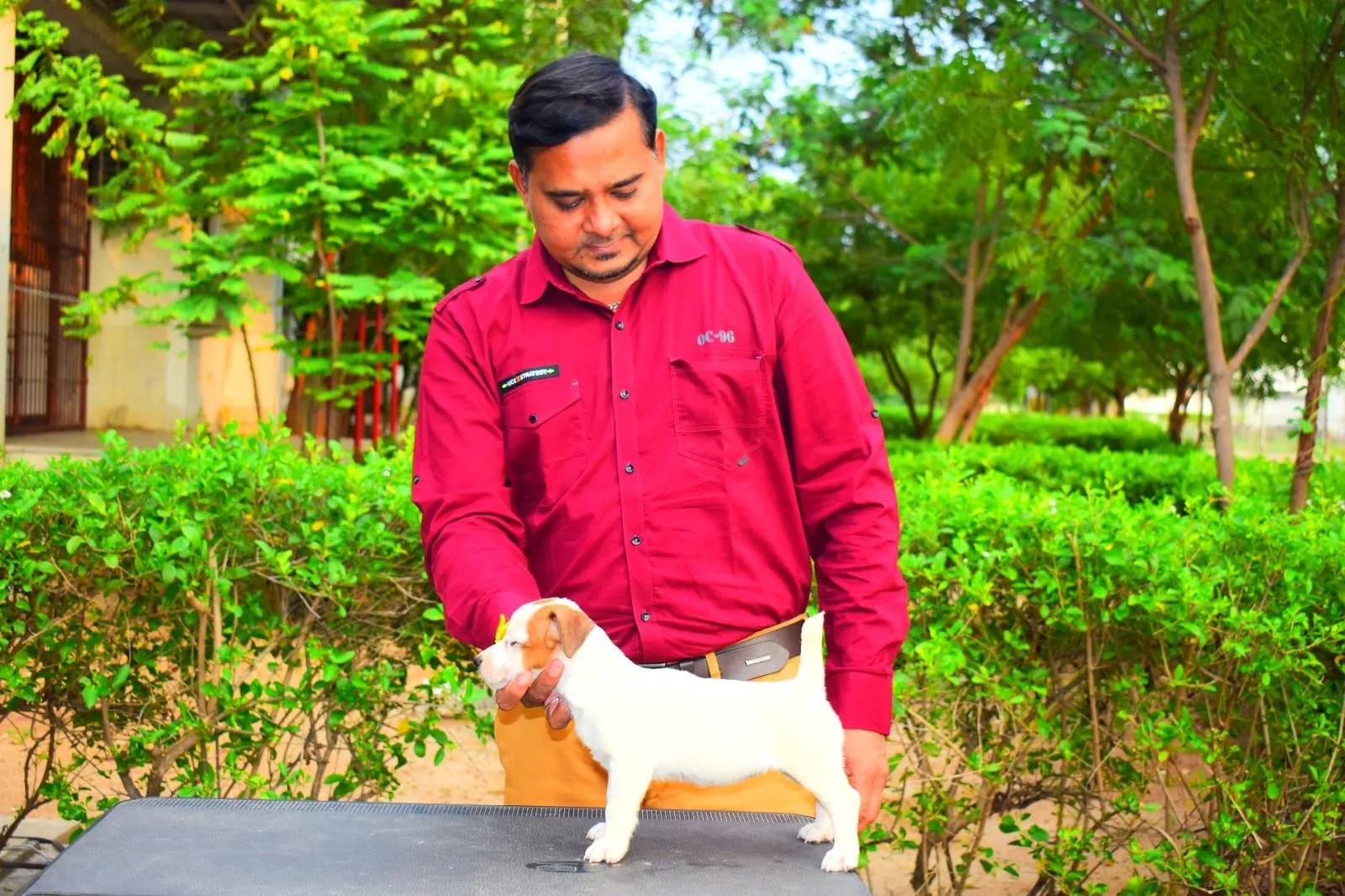 puppie_image