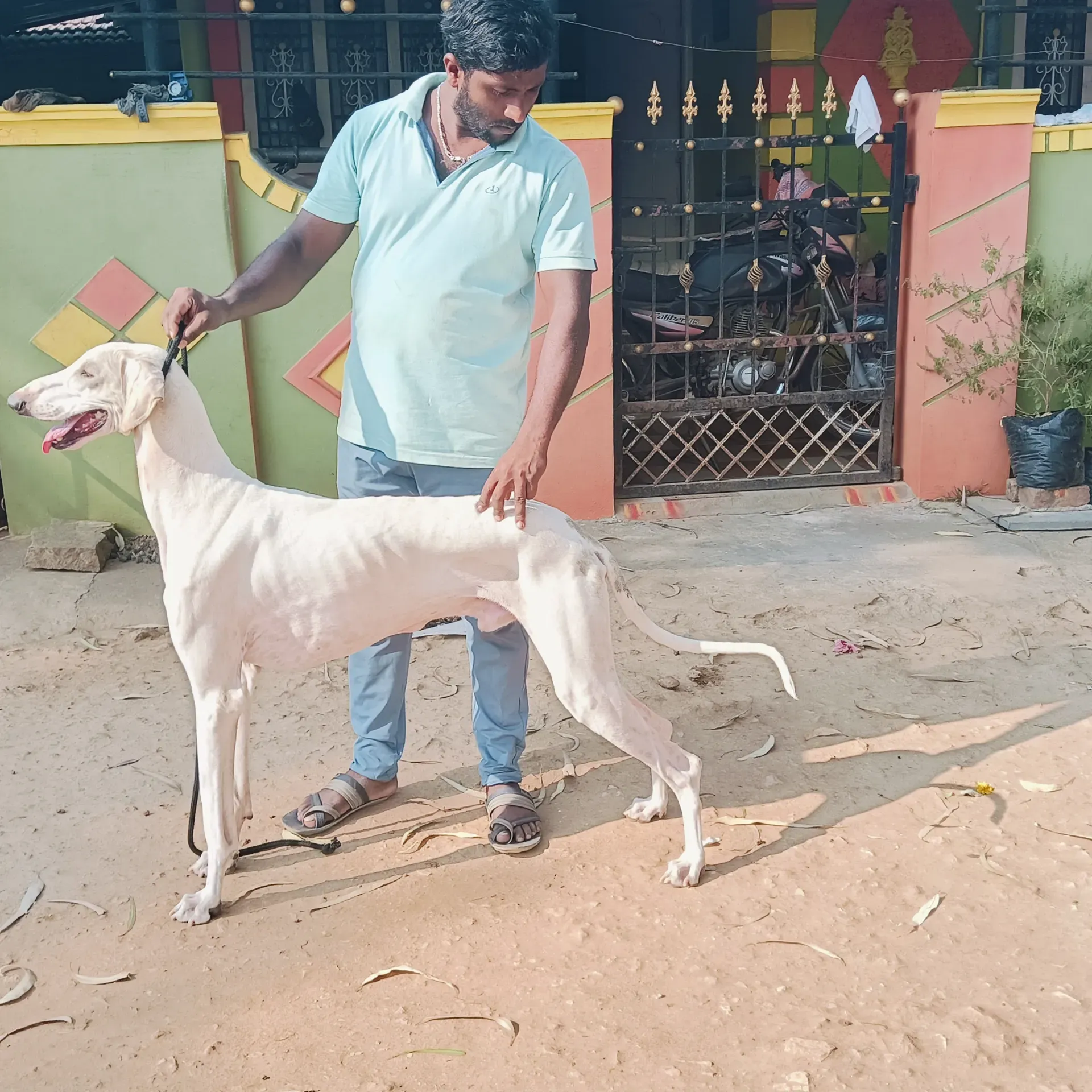 puppie_image