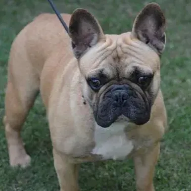 puppies_image