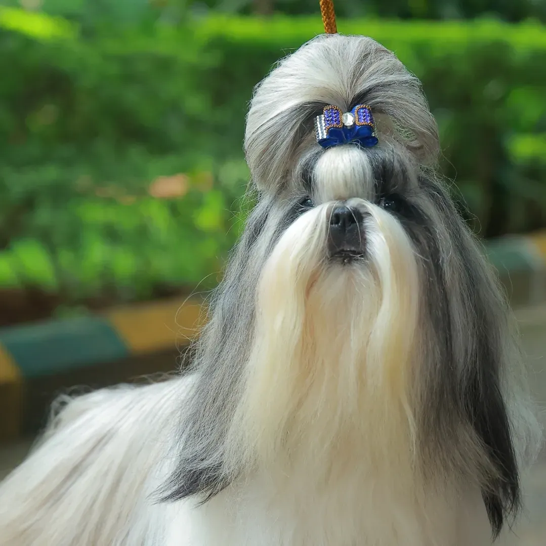 puppie_image