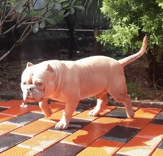puppie_image