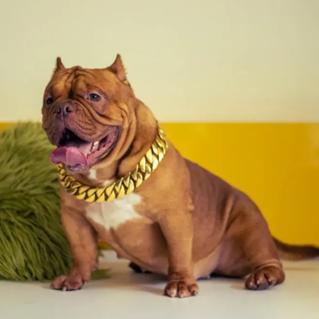 puppie_image