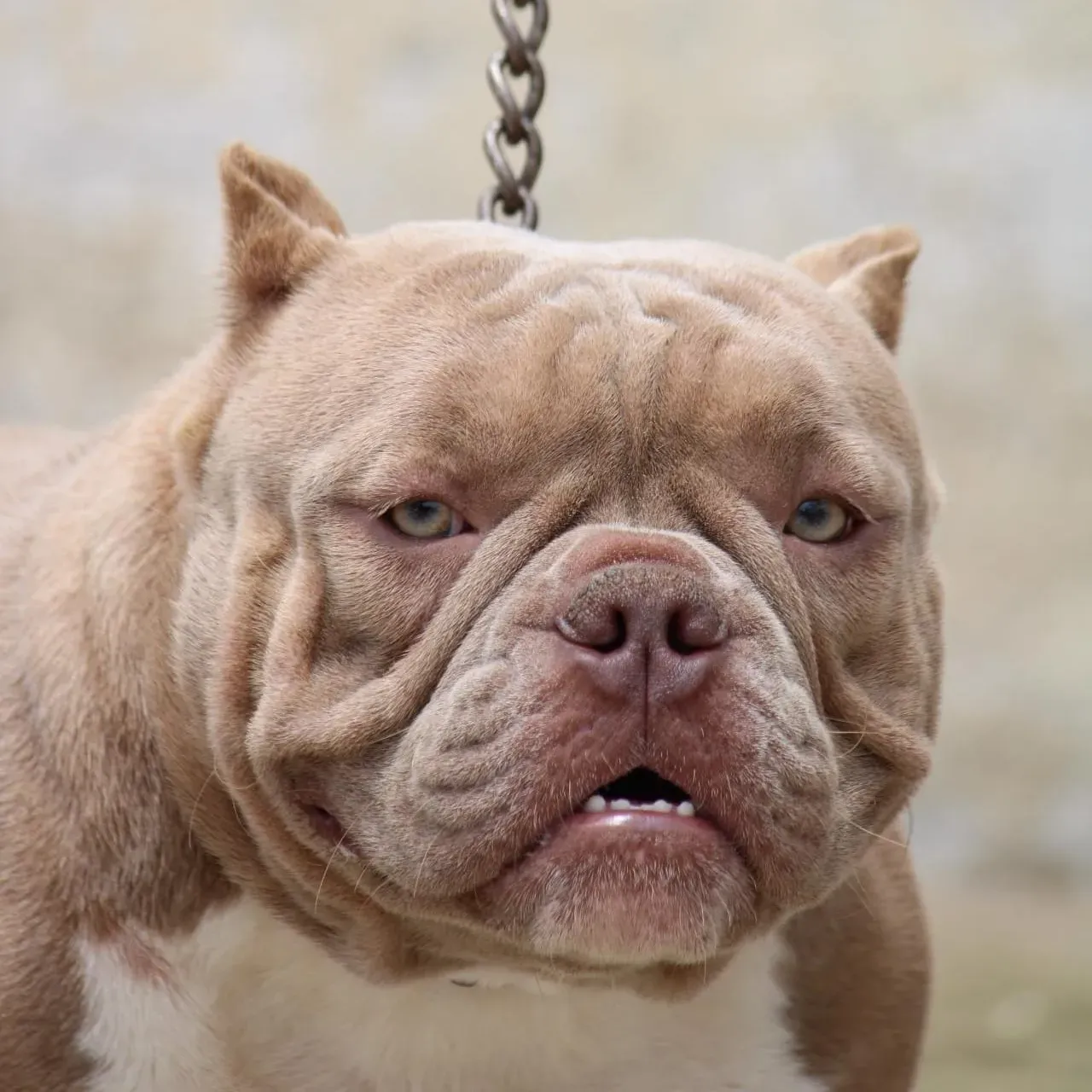 puppie_image