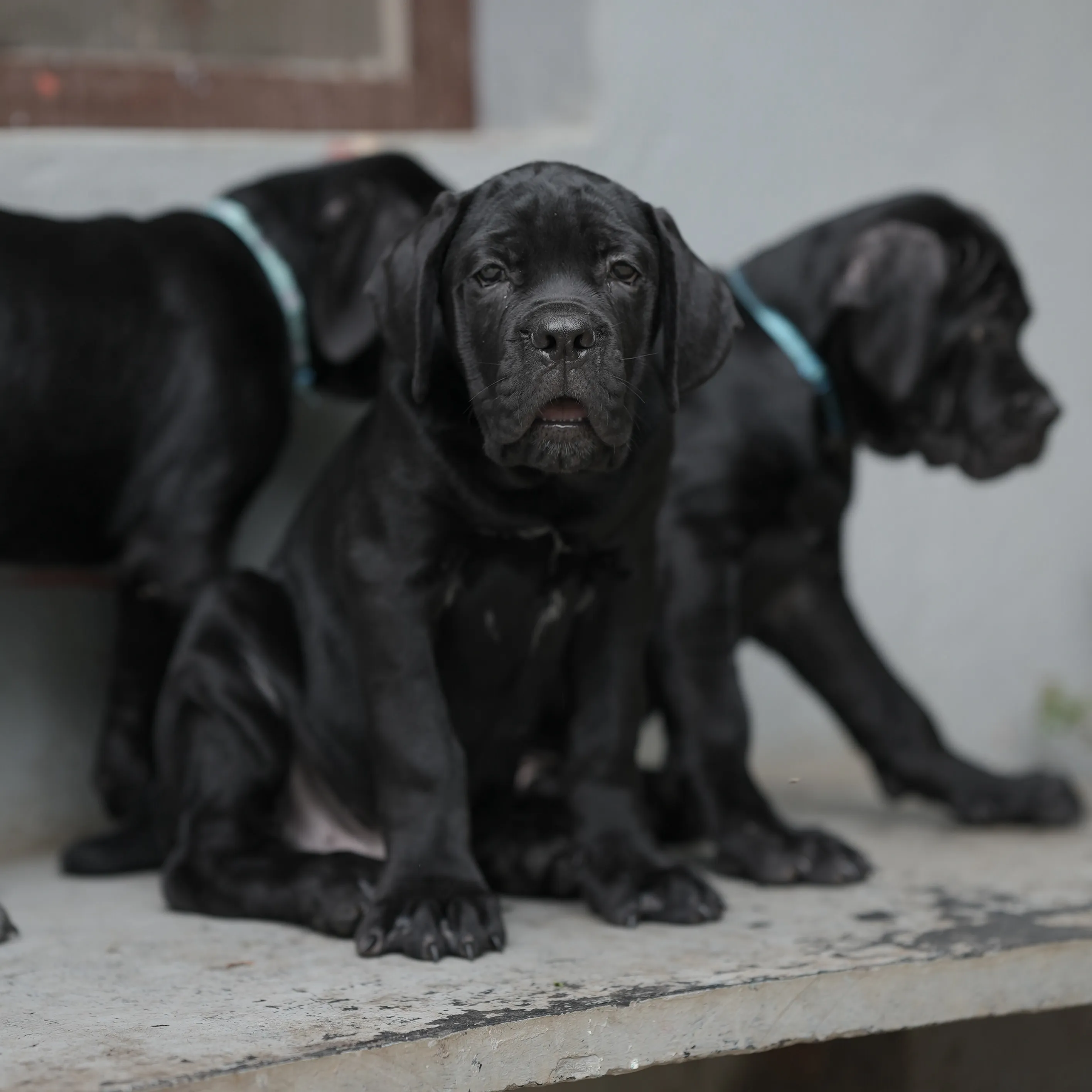 breeder