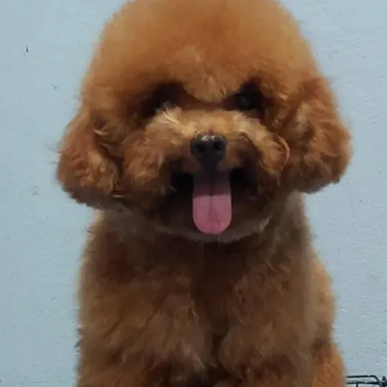 puppie_image