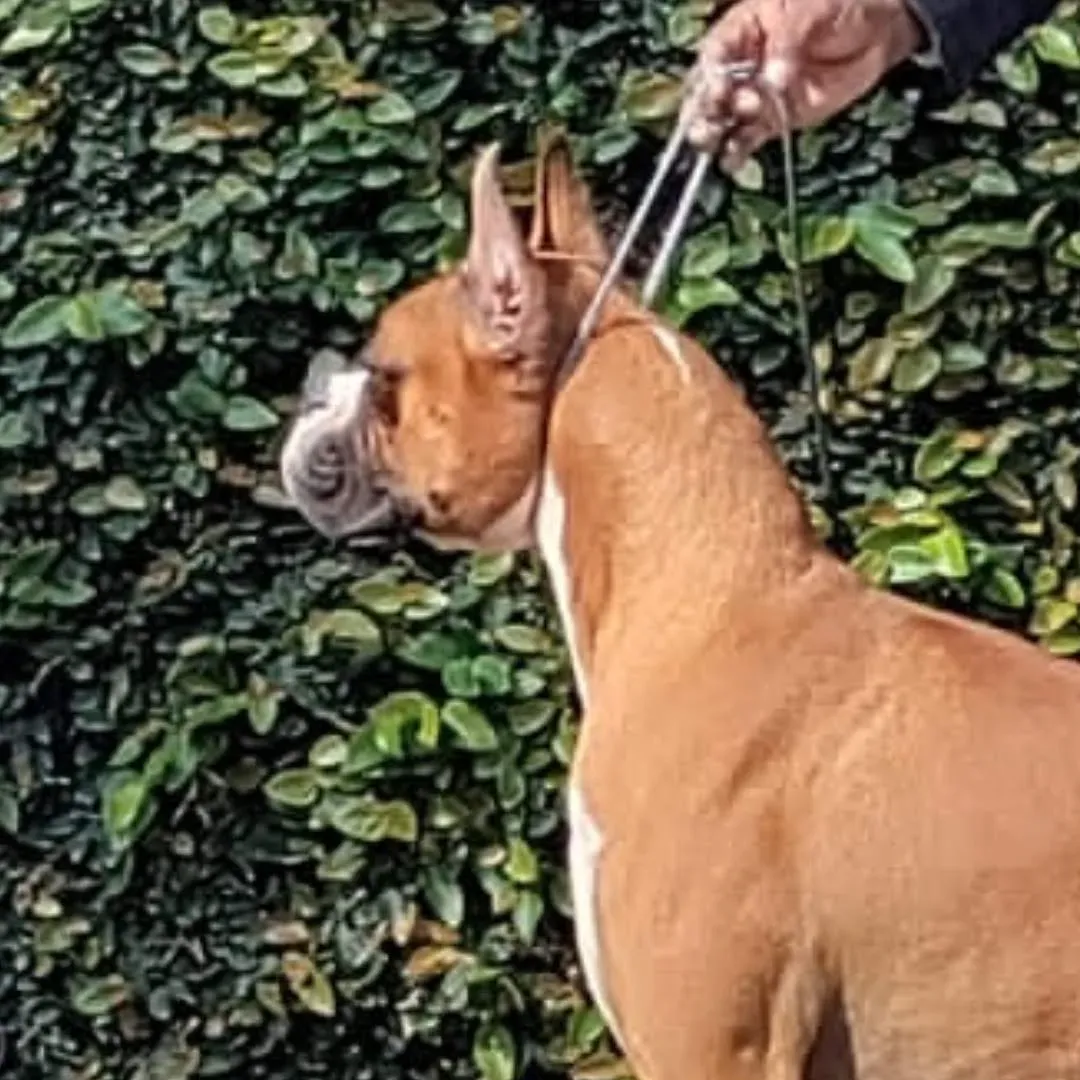 puppie_image