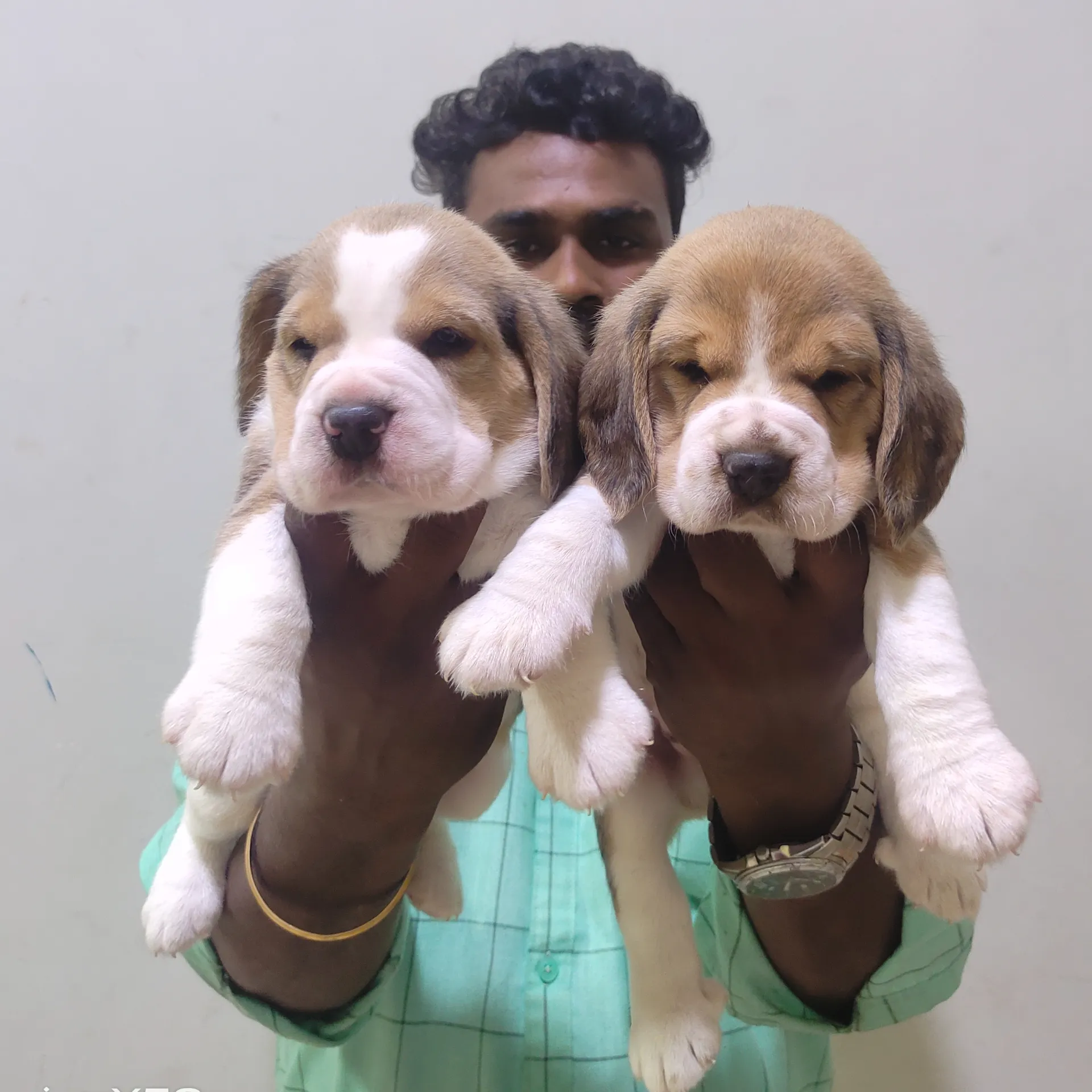 puppies_image