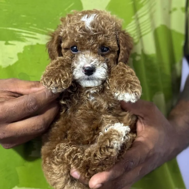 puppie_image