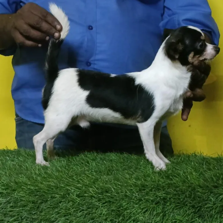 puppies_image